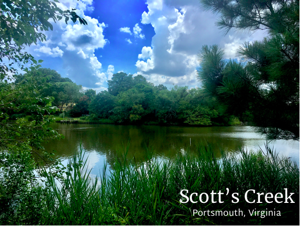 Natural setting on Scott's Creek in Portsmouth